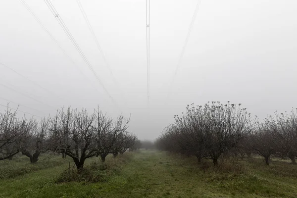 Foggy Landscape With Tree Plantation And Cables — Stock Photo, Image