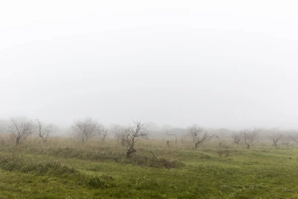 Mgliste zielone pole z liściastymi krzewami — Zdjęcie stockowe