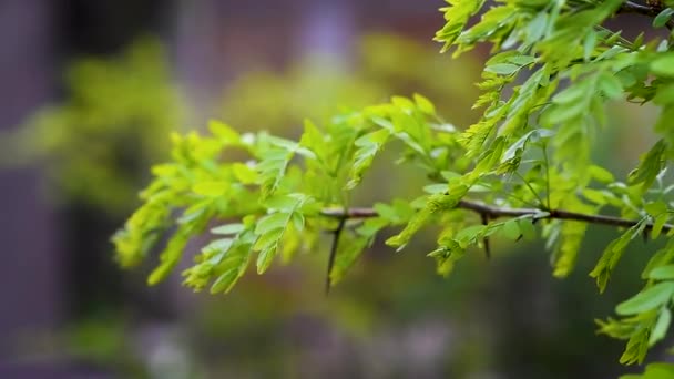 Feuilles d'arbre vert sur un vent  .