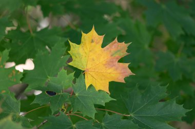 Bir sarı akçaağaç yaprağı yeşil olanlar arasında