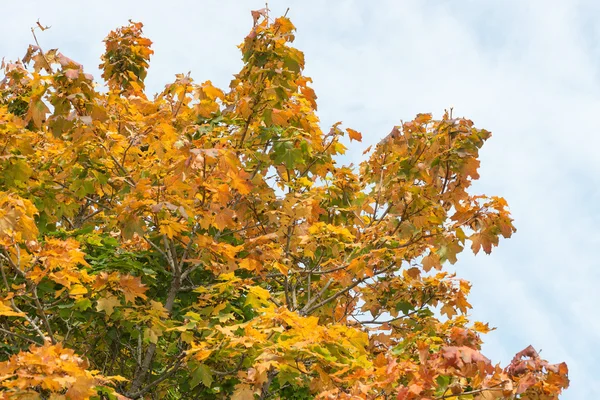 Horní části javor podzim — Stock fotografie