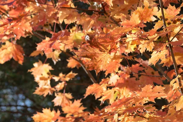 Feuilles d'automne orange — Photo