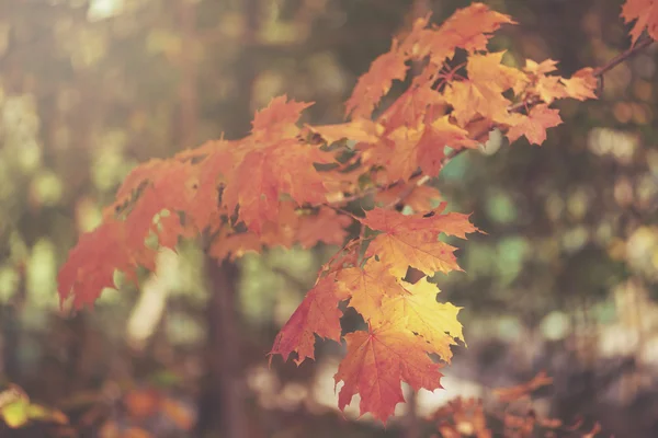 Hojas de otoño naranja —  Fotos de Stock