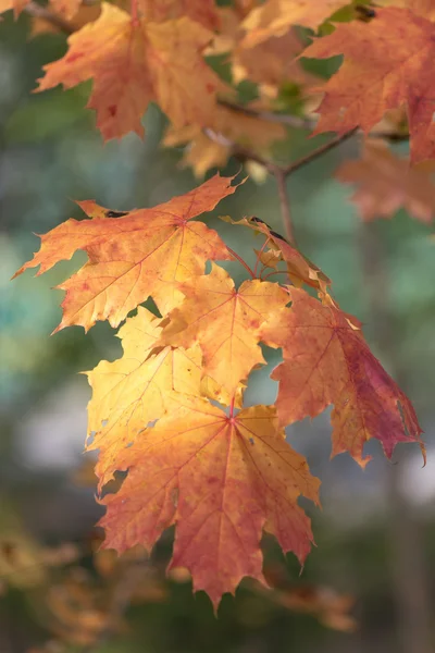 Orange autumn leafs — Stock Photo, Image