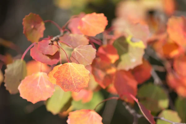 Folhas de álamo laranja durante o outono, close-up — Fotografia de Stock