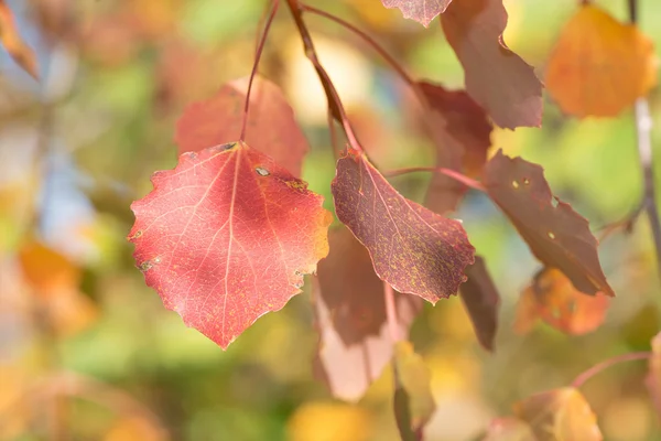 Feuilles de peuplier faux-tremble rouge en automne, gros plan — Photo