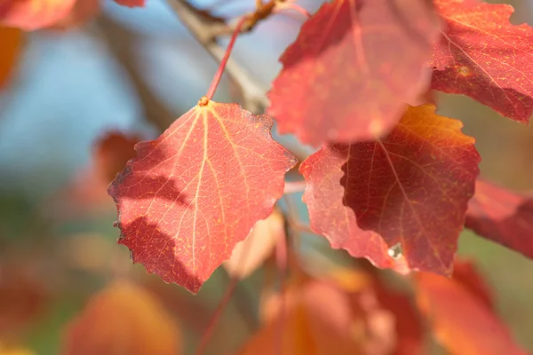 Κόκκινο aspen φύλλα κατά τη διάρκεια του φθινοπώρου, κοντινό πλάνο — Φωτογραφία Αρχείου