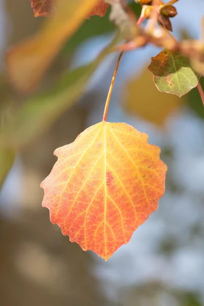 Folhas de álamo amarelo durante o outono, close-up — Fotografia de Stock