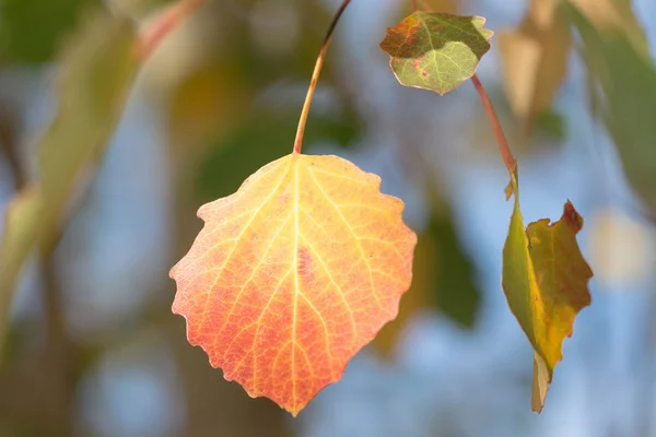 Yellow aspen leafs during autumn, closeup — Stock Photo, Image