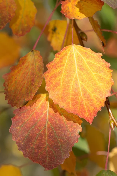 Hojas de álamo amarillo durante el otoño, primer plano — Foto de Stock