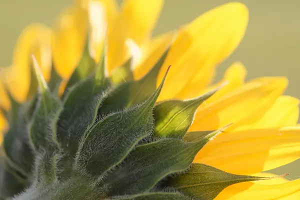 Closeup of a sunflower from the back in bright yellow color and — Stock Photo, Image