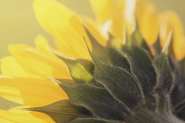 Closeup of a sunflower from the back in bright yellow color and — Stock Photo, Image