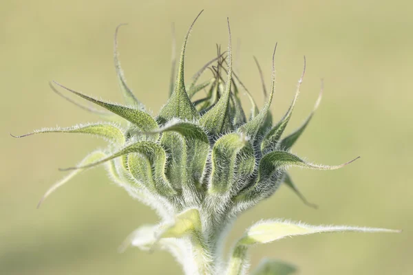 Taraftan ayçiçeği bud — Stok fotoğraf