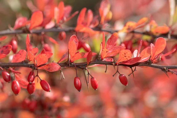 Bagas vermelhas decorativas e folhas em um arbusto de jardim com espinhos — Fotografia de Stock