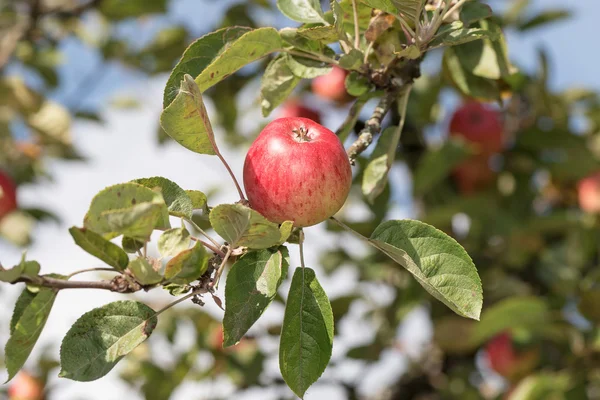 Red delicious apple on a tree the during autumn — Stock Photo, Image