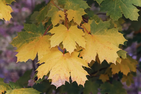 Részletes, színes nedves juhar leveleket ősz folyamán — Stock Fotó