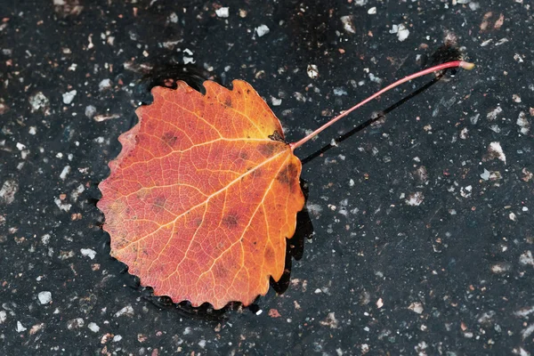 Hoja colorida de álamo sobre asfalto durante un día lluvioso de otoño —  Fotos de Stock
