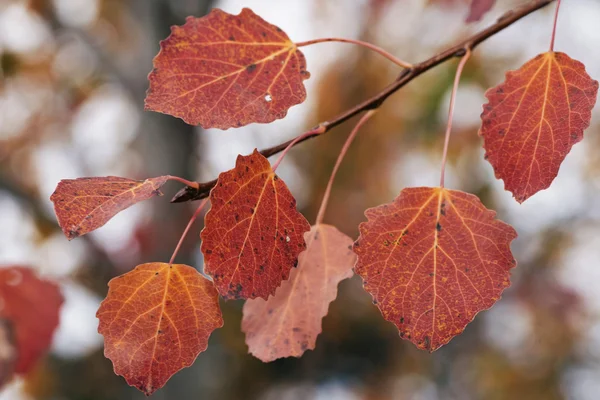Hojas coloridas de álamo rojo durante un día lluvioso de otoño — Foto de Stock