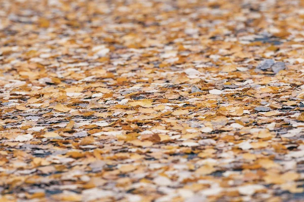 Hojas coloridas de álamo en un camino húmedo durante un día lluvioso de otoño —  Fotos de Stock