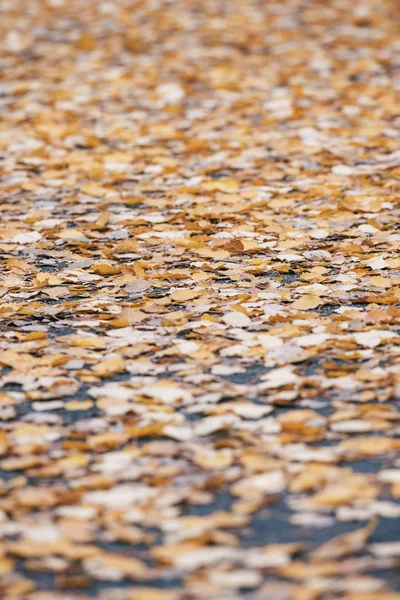 Hojas coloridas de álamo en un camino húmedo durante un día lluvioso de otoño —  Fotos de Stock