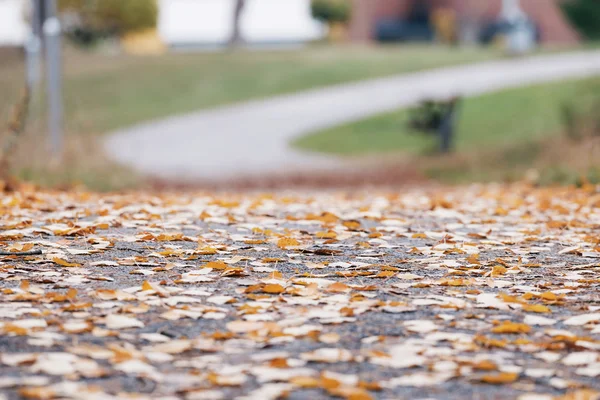 Colorate foglie di pioppo tremulo su una strada bagnata durante una giornata autunnale piovosa — Foto Stock