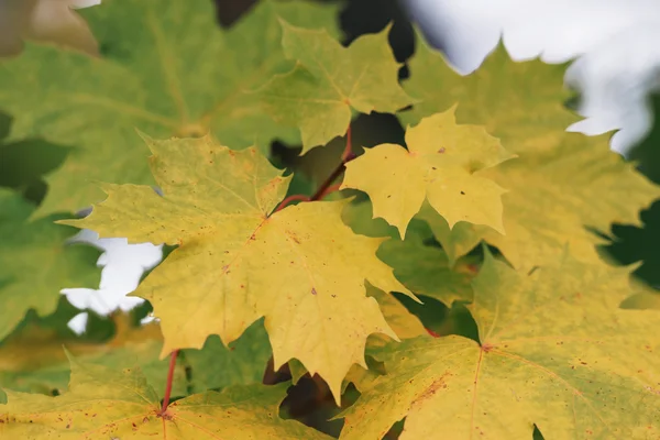 Цветные зеленые листья клена осенью — стоковое фото