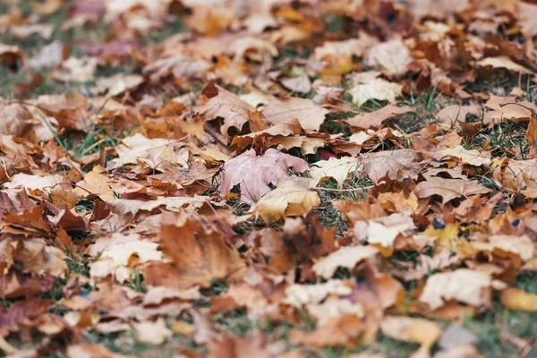 Closeup of wet colorful maple leaves during a rainy autumn day — Stock Photo, Image