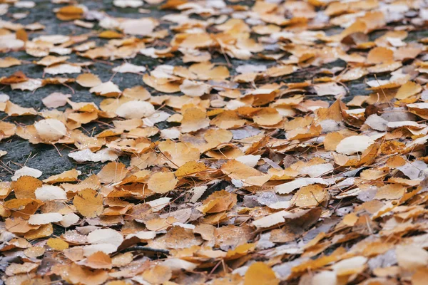 Kleurrijke aspen bladeren tijdens een regenachtige herfstdag — Stockfoto