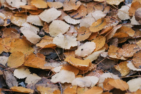 Closeup of wet colorful aspen leaves during a rainy autumn day — Stock Photo, Image