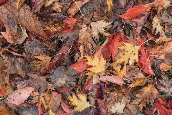 Hojas de arce húmedo colorido en diferentes colores durante el otoño —  Fotos de Stock