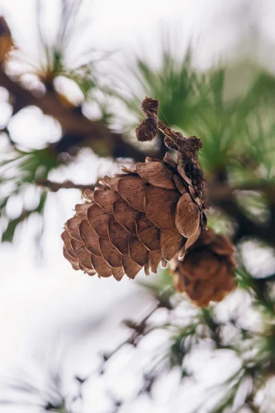 Szczegółowe informacje na drzewa modrzew (Larix decidua) jesienią — Zdjęcie stockowe