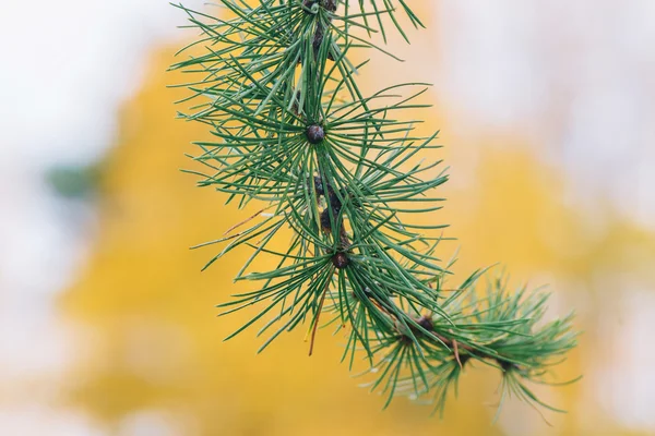 秋の中にカラマツの木 (カラマツ脱落膜) の詳細 — ストック写真