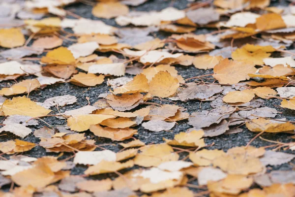 Барвисті листя осики на мокрій дорозі під час дощового осіннього дня — стокове фото