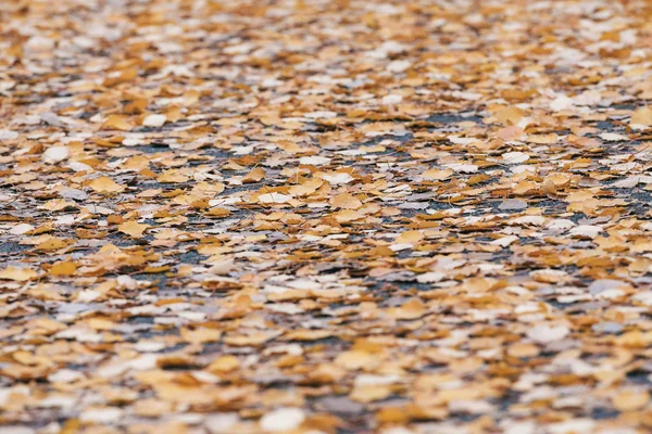 Hojas coloridas de álamo en un camino húmedo durante un día lluvioso de otoño —  Fotos de Stock