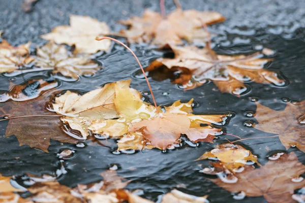 Hojas de arce húmedo colorido en un estanque durante el otoño —  Fotos de Stock