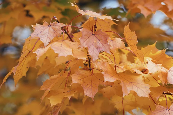 Bunte nasse Ahornblätter im Herbst — Stockfoto