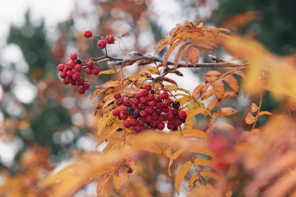 Branche aux baies d'églantier en automne — Photo