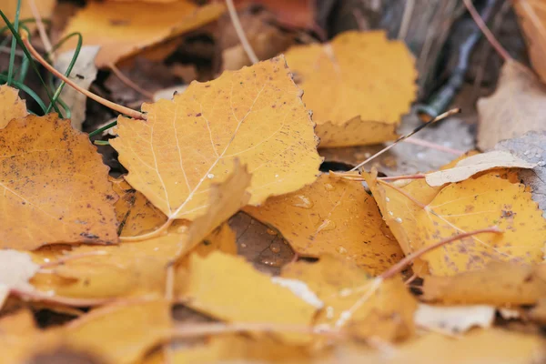 Close-up van kleurrijke gele aspen laat tijdens een regenachtige herfst da — Stockfoto