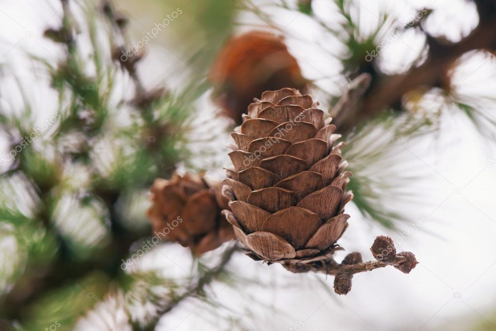 Details of a larch tree (Larix decidua) during autumn