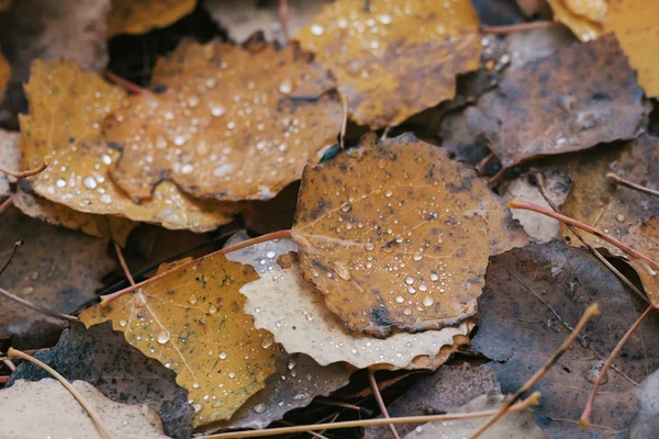Крупним планом вологе барвисте листя осики під час дощового осіннього дня — стокове фото