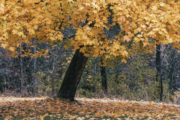 Colorato acero bagnato durante l'autunno — Foto Stock