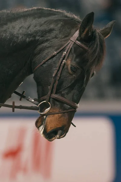 Close-up van paard hoofd op Zweden International Horse Show bij Frie — Stockfoto