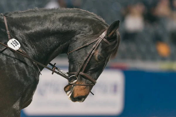 프리에서 스웨덴 국제 말 쇼에서 말 머리의 — 스톡 사진