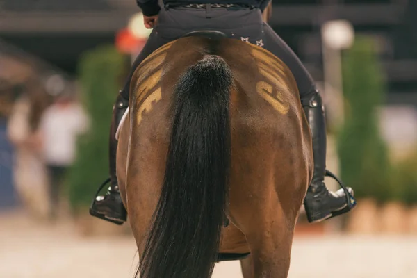 Närbild av häst bak på Sweden International Horse Show på frie — Stockfoto
