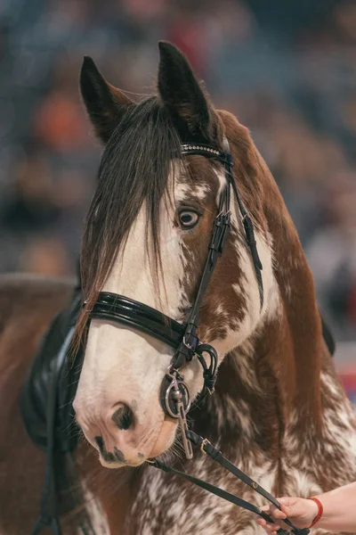 Närbild av hästhuvud på Sweden International Horse Show på Frie — Stockfoto