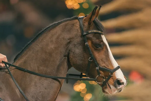 Närbild av hästhuvud på Sweden International Horse Show på Frie — Stockfoto