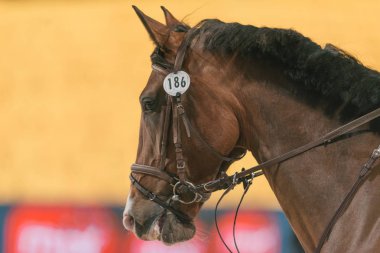 İsveç uluslararası at Sho sürüş ve sürücü rekabet
