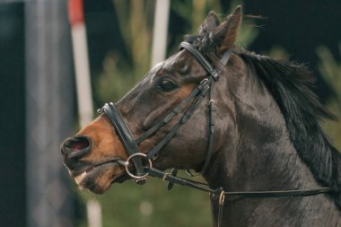 Bir at kafası sürüş sürücü Yarışması closeup