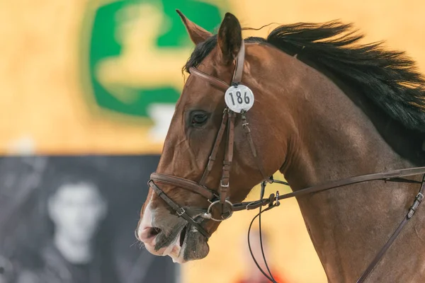 Närbild av ett hästhuvud på tävlingen Ride och enheten i den — Stockfoto