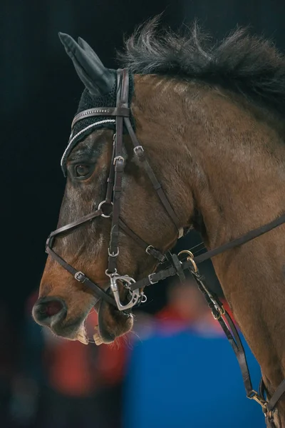 Gros plan d'une tête de cheval à la compétition Ride and drive dans la — Photo